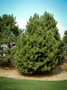 Сосна Чёрная (Pinus Nigra) купить по цене от 270.00р. в интернет-магазине «Посадика» с доставкой почтой в в Владивостоке и по всей России – [изображение №1].