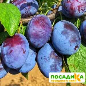 Слива Чачакская ранняя купить по цене от 229.00р. в интернет-магазине «Посадика» с доставкой почтой в в Владивостоке и по всей России – [изображение №1].