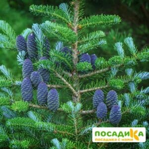 Пихта корейская (Abies koreana) купить по цене от 450.00р. в интернет-магазине «Посадика» с доставкой почтой в в Владивостоке и по всей России – [изображение №1].