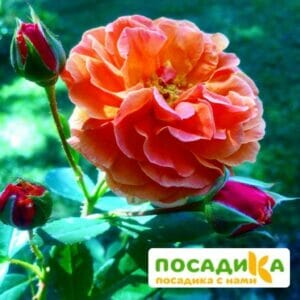 Роза Арабия купить по цене от 350.00р. в интернет-магазине «Посадика» с доставкой почтой в в Владивостоке и по всей России – [изображение №1].