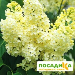 Сирень Примроуз (Primrose) купить по цене от 529.00р. в интернет-магазине «Посадика» с доставкой почтой в в Владивостоке и по всей России – [изображение №1].