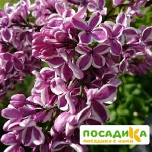 Сирень Сенсация купить по цене от 529.00р. в интернет-магазине «Посадика» с доставкой почтой в в Владивостоке и по всей России – [изображение №1].