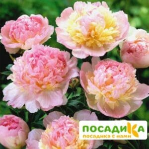 Пион Распберри Сандей (Paeonia Raspberry Sundae) купить по цене от 959р. в интернет-магазине «Посадика» с доставкой почтой в в Владивостоке и по всей России – [изображение №1].