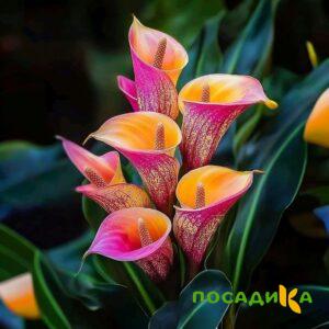Калла Оникс купить по цене от 450р. в интернет-магазине «Посадика» с доставкой почтой в в Владивостоке и по всей России – [изображение №1].