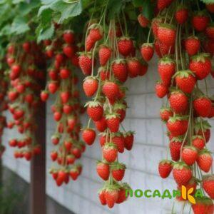 Клубника вьющаяся Комплимент купить по цене от 470р. в интернет-магазине «Посадика» с доставкой почтой в в Владивостоке и по всей России – [изображение №1].