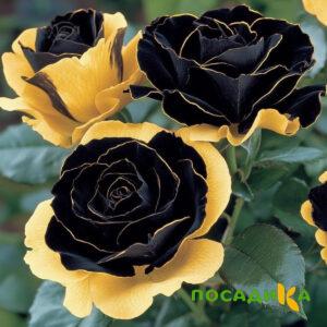 Роза Ханни Сикл купить по цене от 700р. в интернет-магазине «Посадика» с доставкой почтой в в Владивостоке и по всей России – [изображение №1].