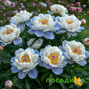 Пион акварельный Этюд купить по цене от 806р. в интернет-магазине «Посадика» с доставкой почтой в в Владивостоке и по всей России – [изображение №1].