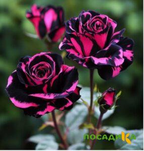 Роза Багровый Шепот купить по цене от 366р. в интернет-магазине «Посадика» с доставкой почтой в в Владивостоке и по всей России – [изображение №1].