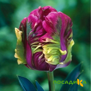 Тюльпан Экзотик Хэвен купить по цене от 186р. в интернет-магазине «Посадика» с доставкой почтой в в Владивостоке и по всей России – [изображение №1].