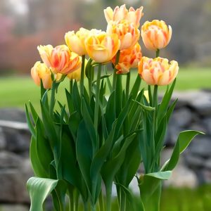 Тюльпан Верона Санрайз купить по цене от 280р. в интернет-магазине «Посадика» с доставкой почтой в в Владивостоке и по всей России – [изображение №1].