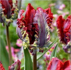 Тюльпан Рококо купить по цене от 350р. в интернет-магазине «Посадика» с доставкой почтой в в Владивостоке и по всей России – [изображение №1].