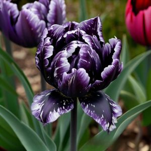 Тюльпан Индиго купить по цене от 600р. в интернет-магазине «Посадика» с доставкой почтой в в Владивостоке и по всей России – [изображение №1].