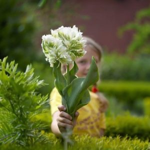 Тюльпан Супер Пэррот купить по цене от 360р. в интернет-магазине «Посадика» с доставкой почтой в в Владивостоке и по всей России – [изображение №1].