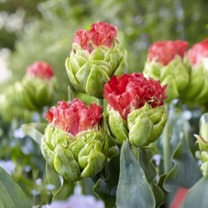 Тюльпан Бычий Глаз купить по цене от 275р. в интернет-магазине «Посадика» с доставкой почтой в в Владивостоке и по всей России – [изображение №1].