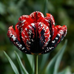 Тюльпан Вельвет Файер купить по цене от 394р. в интернет-магазине «Посадика» с доставкой почтой в в Владивостоке и по всей России – [изображение №1].