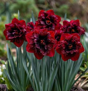 Нарцисс Сапфировый Бриз купить по цене от 3000р. в интернет-магазине «Посадика» с доставкой почтой в в Владивостоке и по всей России – [изображение №1].