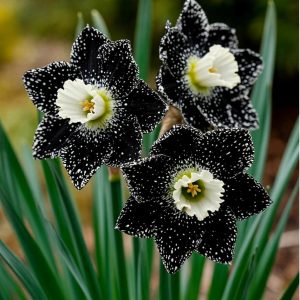 Нарцисс Кассата купить по цене от 372р. в интернет-магазине «Посадика» с доставкой почтой в в Владивостоке и по всей России – [изображение №1].