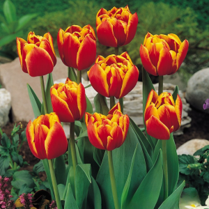 Тюльпан Блэк Фаер купить по цене от 275р. в интернет-магазине «Посадика» с доставкой почтой в в Владивостоке и по всей России – [изображение №1].