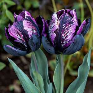 Тюльпан Блэк Каньон купить по цене от 305р. в интернет-магазине «Посадика» с доставкой почтой в в Владивостоке и по всей России – [изображение №1].