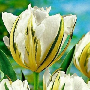 Тюльпан Экзотик Пуруссима купить по цене от 305р. в интернет-магазине «Посадика» с доставкой почтой в в Владивостоке и по всей России – [изображение №1].