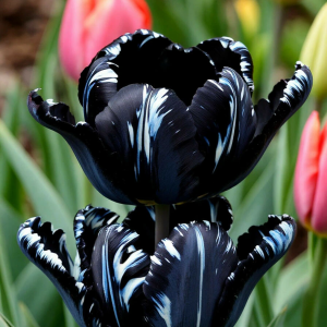 Тюльпан Шелк Нуар купить по цене от 219р. в интернет-магазине «Посадика» с доставкой почтой в в Владивостоке и по всей России – [изображение №1].