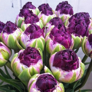 Тюльпан Анаконда купить по цене от 450р. в интернет-магазине «Посадика» с доставкой почтой в в Владивостоке и по всей России – [изображение №1].