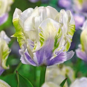 Тюльпан Уайт Лизарт купить по цене от 360р. в интернет-магазине «Посадика» с доставкой почтой в в Владивостоке и по всей России – [изображение №1].