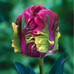 Тюльпан Экзотик Хэвен купить по цене от 186р. в интернет-магазине «Посадика» с доставкой почтой в в Владивостоке и по всей России – [изображение №1].